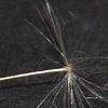 Floating Dandelion Parachutes