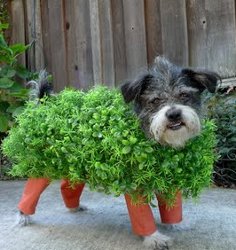 Chia Pet Dog Costume