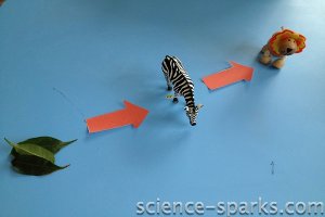 Simple Food Chains 