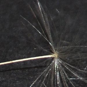 Floating Dandelion Parachutes