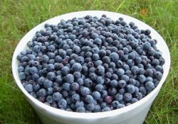 Blueberry Buttermilk Pancakes