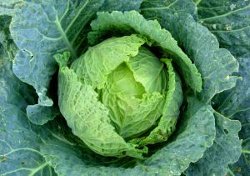 Almost Stuffed Cabbage With Sausage