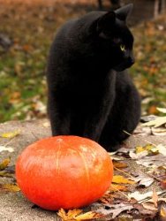 Halloween Magic