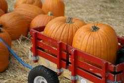 Amazing Pumpkin Spice Cookies