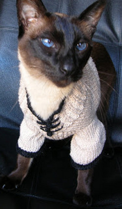 Pullover knitpattern for a sphynx cat free knitting pattern